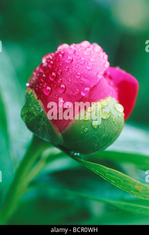 Paeonia Lactiflora, Pfingstrose, einzelne tiefrosa Blüte mit Wassertropfen auf einem grünen Strauch wächst. Stockfoto