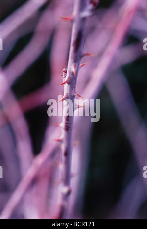 Rubus Cockburnianus, Bramble, ornamentale bramble Stockfoto