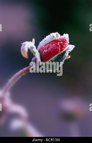 mattierte rose Stockfoto