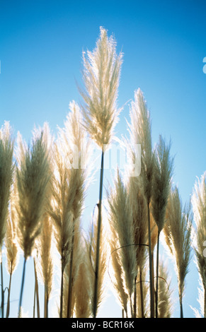 Cortaderia Selloana Pampasgras Stockfoto