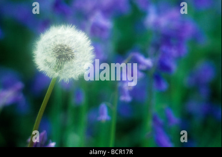 Taraxacum Officinale, Löwenzahn Stockfoto