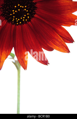 Helianthus Annus "Velvet Queen" Sonnenblume Stockfoto