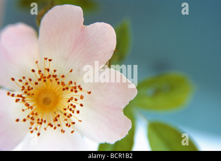 Rosa, Rose, Wild rose, Hund stieg Stockfoto