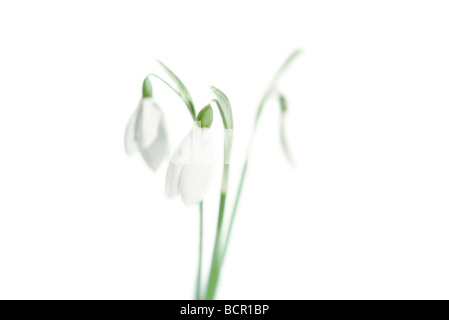 Galanthus Nivalis, Schneeglöckchen, weiße Blüten auf grünen Stängel vor einem weißen Hintergrund. Stockfoto
