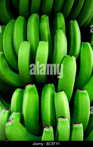 Schuss von ein paar Bananen hautnah Stockfoto