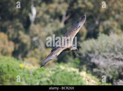 Ruppells Geier abgeschottet Rueppelli im Flug Tarifa Spanien Stockfoto
