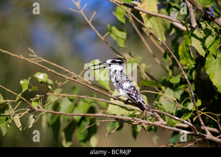 Trauerschnäpper Eisvogel auf Ast Stockfoto