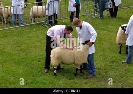 Die Royal Welsh Show, Builth Wells, Powys, Wales, UK Stockfoto