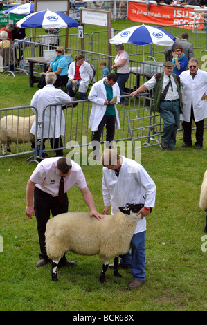 Die Royal Welsh Show, Builth Wells, Powys, Wales, UK Stockfoto