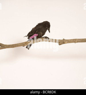 AAS-Krähe, Corvus Corone, Juvenile mit gebrochenen Flügel thront auf Zweig Stockfoto