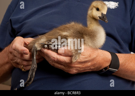 Kanadische Gans, Branta Canadensis, Bettty die bionische Gans Stockfoto