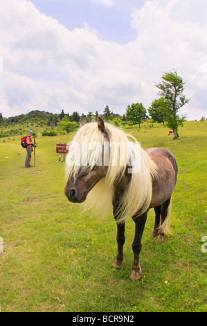 Wildes Pferd entlang der Appalachian Trail Grayson Hochland Staatspark Virginia Stockfoto