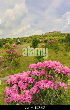 Rhododendron am Appalachian Trail Grayson Hochland Staatspark Virginia Stockfoto