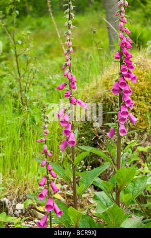 Nahaufnahme von wilden lila Füchshandschuhen Füchshandschuh Blumen (digitalis) Wächst in einem Wald im Sommer England Vereinigtes Königreich GB Großbritannien Stockfoto