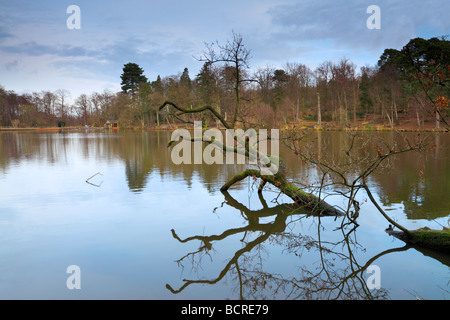 Douster Teich, Bucham Country Park, Crawley, West Sussex Stockfoto