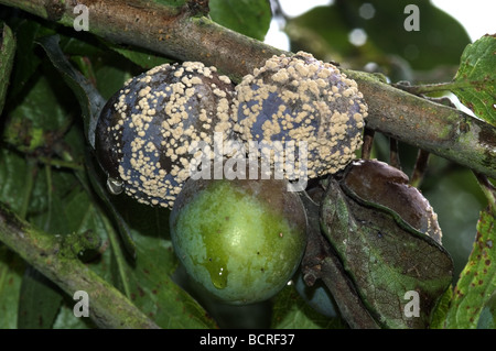 Braunfäule Weißstängeligkeit Fructigena Frucht Rot und Mycel Wachstum Stockfoto