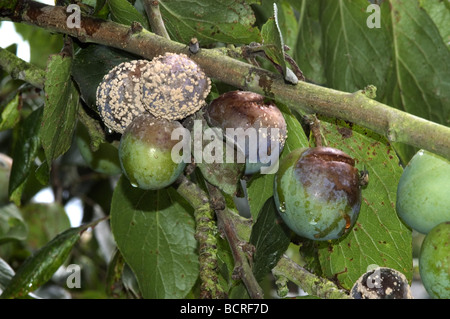 Braunfäule Weißstängeligkeit Fructigena Frucht Rot und Mycel Wachstum Stockfoto