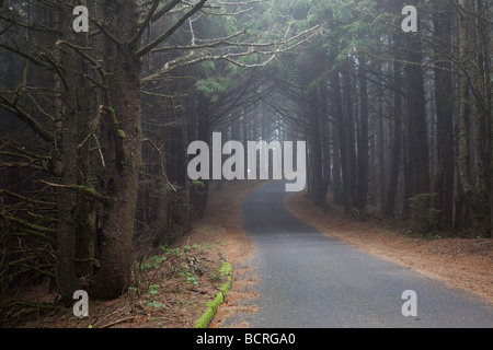 Eine schmale Straße führt nach Cape Sebastian State Park in Oregon Stockfoto