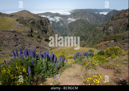 Stolz von Madeira und andere Blumen in vulkanische Berglandschaft von Pico de Arieiro Stockfoto