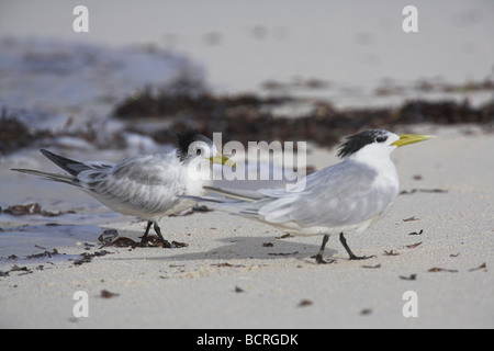 Swift (größere Crested) Tern Sterna Bergii am weißen Sandstrand auf Bird Island, Seychellen im April. Stockfoto