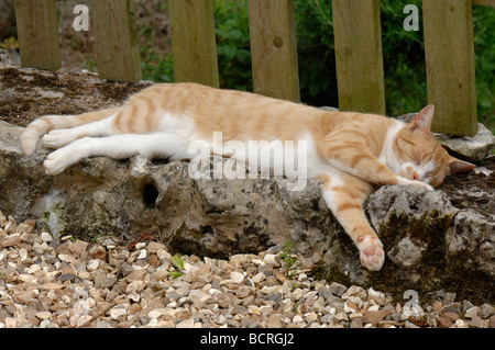 Eine Ingwer Katze schlafend unter einem Gartenzaun im Sommer Stockfoto