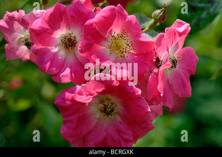 Rosa Amerika Säule tief rosa Blüten auf einem weitläufigen Klettern stieg Stockfoto