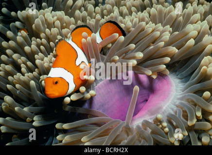 Falsche Clownfish Amphiprion Percula in herrlichen Seeanemone Heteractis Magnifica Papua-Neu-Guinea-Bismarck-See Stockfoto