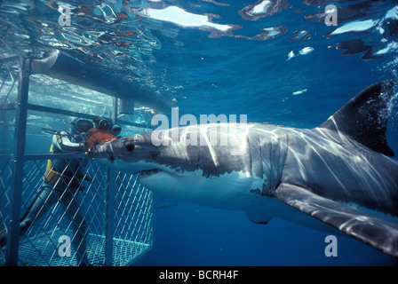 Taucher, die Dreharbeiten zu der weiße Hai von schützenden Käfig Stockfoto