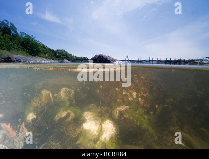 Bett Auster (Crassostrea Gigas) split-Vision Bild, Schweden Stockfoto