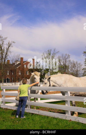 Touristischen Haustiere arbeiten Pferde im Shaker Village von Pleasant Hill unsere Kentucky Stockfoto