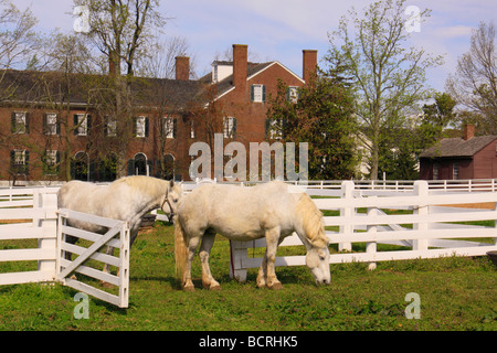 Arbeitspferde in eingezäunten Weide neben Treuhänder Büro am Shaker Village von Pleasant Hill unsere Kentucky Stockfoto