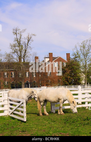 Arbeitspferde in eingezäunten Weide neben Treuhänder Büro am Shaker Village von Pleasant Hill unsere Kentucky Stockfoto