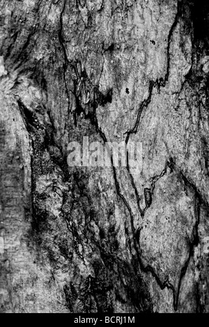 Makro-Bild aus der Kruste eines Toten Baumes umgewandelt in schwarz & weiß Stockfoto