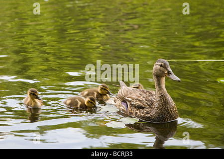 Mutter und Baby-Enten im Moose River in die alte Schmiede in der Adirondack Mountains von New York Stockfoto