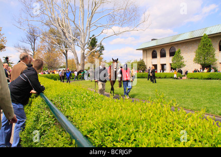 Vollblüter sind im Fahrerlager vor dem Rennen in Keeneland Race Course Lexington Kentucky ging. Stockfoto