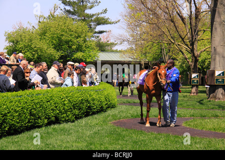 Zuschauer beobachten Vollblüter Aufwärmen im Fahrerlager vor dem Rennen in Keeneland Race Course Lexington Kentucky Stockfoto