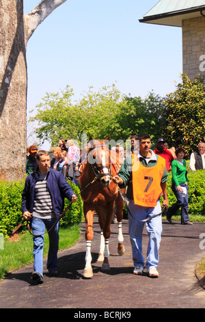 Ein Vollblut wird durch das Fahrerlager vor dem Rennen in Keeneland Race Course Lexington Kentucky ging. Stockfoto