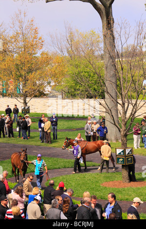 Zuschauer beobachten Vollblüter zu Fuß durch das Fahrerlager vor einem Rennen Keeneland Race Course Lexington Kentucky Stockfoto