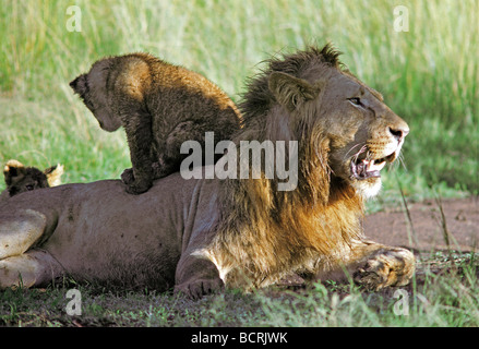 Young Lion Cub sitzen oben auf Reifen männlichen Löwen Masai Mara National Reserve Kenia in Ostafrika Stockfoto