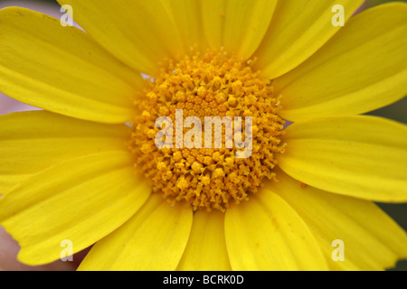 Nahaufnahme einer gelben Gänseblümchen Blume.  Chrysanthemum Leucanthemum. Stockfoto