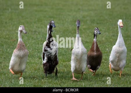 Gruppe läuft lange necked Indian Runner Enten Lambeth Land zeigen, Brockwell Park, Tulse Hill, London, England, UK, Europa Stockfoto