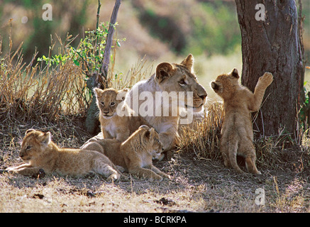 Junge männliche Löwen sieben Monate alt, Geselligkeit mit vier jungen Jungen Masai Mara National Reserve Kenia in Ostafrika Stockfoto