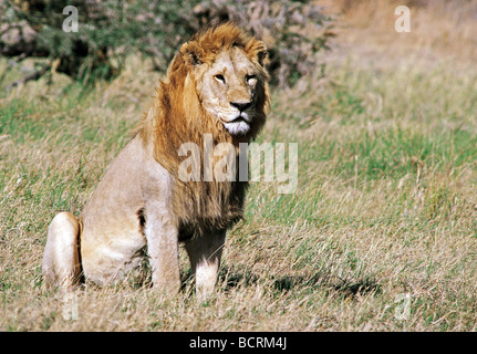 Vollen gewachsenen männlichen Löwen mit großzügigen blonde Mähne Serengeti Nationalpark Tansania Ostafrika Stockfoto