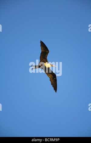 Weniger Frigatebird Fregata Ariel im Flug gegen blauen Himmel auf Bird Island, Seychellen im April. Stockfoto