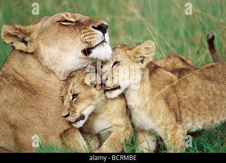 Löwin und ein Löwenjunges kuscheln zusammen auf der Savanne in Masai