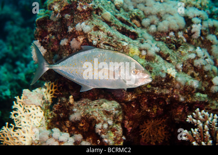 Fotoreportage der einen Schwarzspitzen-Makrelen in der Nähe von Ras Mohammed, Rotes Meer-Ägypten. Stockfoto