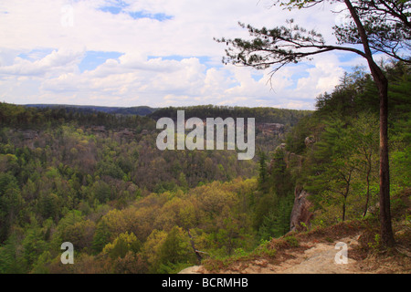 Blick ins Teufel s Canyon Red River Gorge geologischen Bereich Slade Kentucky Stockfoto