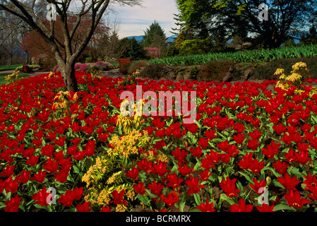 Rote Tulpen in voller Blüte, Queen Elizabeth Park, Vancouver, BC, Britisch-Kolumbien, Kanada Stockfoto