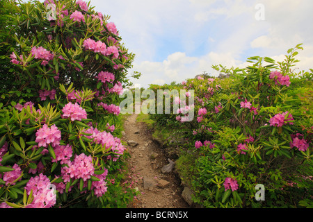 Rhododendron am Appalachian Trail Grayson Hochland Staatspark Virginia Stockfoto