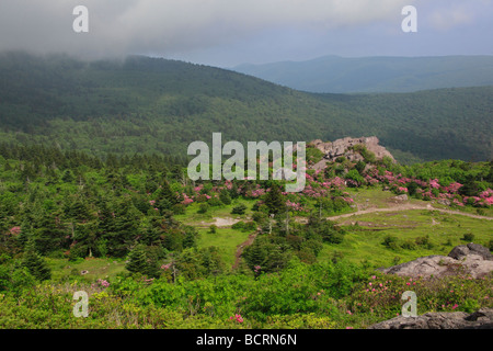 Rhododendron am Appalachian Trail Mount Rogers National Recreation Area Virginia Stockfoto